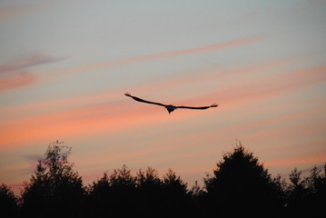 Flying stork