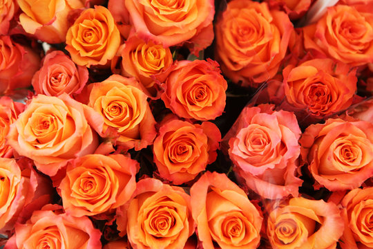 rose orange fleur occasion 
