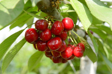Ripe cherries in a tree