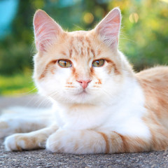 Red-headed cat. Pets.
