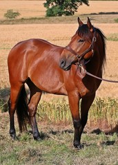 braunes pferde portrait