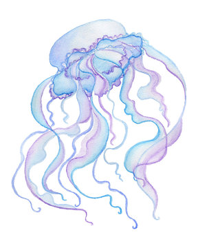 Watercolor jellyfish isolated on white background. Hand drawn illustration