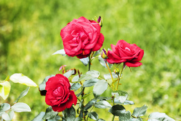 very beautiful fields of wildflowers,