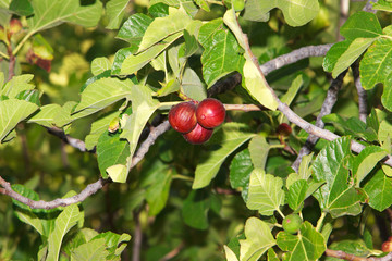 zomm on a tree of figs withe green leafs on the background