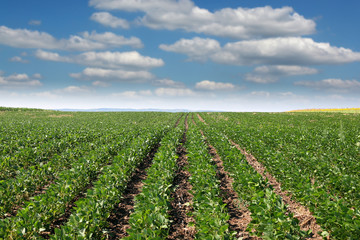 Fototapeta na wymiar soybean field summer season agriculture