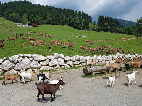 Fototapeta Wildfuetterung, Rothirsch, Hirsch, Sikahirsch, Ziegen