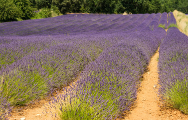 Fototapeta na wymiar Scenic purple blooming lavender field in Provence region, France during summer time