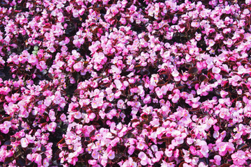 Fototapeta premium Beautiful wall made of red violet purple flowers, roses, tulips, press-wall,