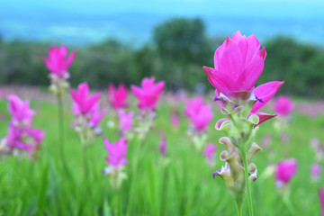Obraz premium Siam Tulip in field.