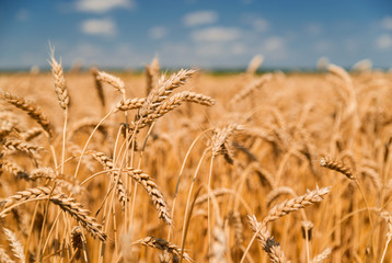 Ears of wheat growing on the field