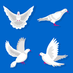 White pigeons sitting and flying
