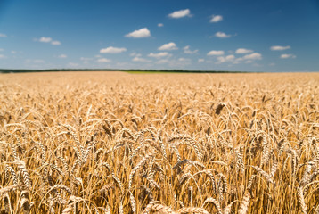 Ears of wheat growing on the field