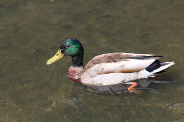 Canard colvert sur un étang