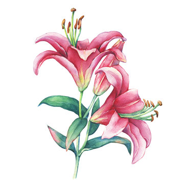 A branch close-up of a pink Lilies flower. Watercolor hand drawn painting illustration, isolated on white background. 