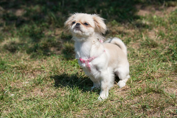 Portrait of young beautiful pekingese on grass