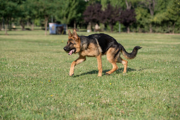 German Shepherd Dog Running Through the Grass
