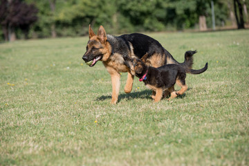 Two German Shepherd Running Through the Grass