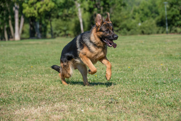 German Shepherd Dog Running Through the Grass