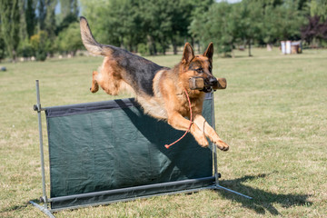 German Shepherd on agility competition, over the bar jump.