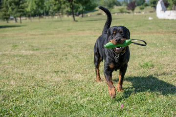 Purebred Rottweiler dog outdoors in the nature on grass meadow on a summer day