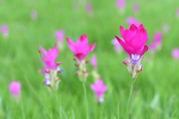 Siam Tulip in field.