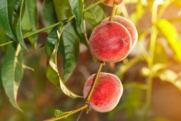 ripe peaches in garden