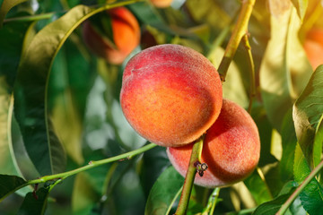 ripe peaches in garden
