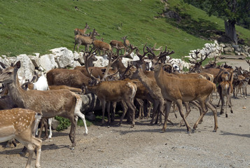 Wildfuetterung, Rothirsch, Hirsch, Sikahirsch, Ziegen