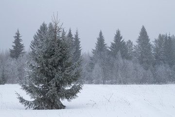 trees covered with frost in the misty forest