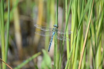 Große Königslibelle