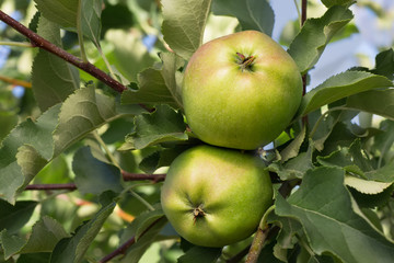 green apples on a branch