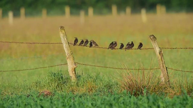 Staren Schwarm landet auf Stacheldraht Zaun, Mai