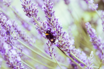 Buds of fluffy, but blooming bright fragrant lavender on a juicy green background, bright, saturated photo. Evening shot, floral background