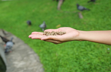 Hand holding food for feeding fish or bird in the garden.