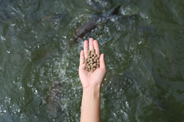 Hand holding food for feeding fish in pond.