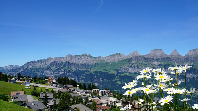 Blick auf die Churfirsten/Blick auf die Bergkette der Churfirsten im Kanton St. Gallen in der Schweiz, im Vordergrund wei&szlig;e Margariten 