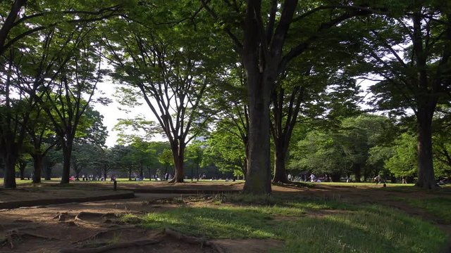 Park in the center of Tokyo - video 4K UHD