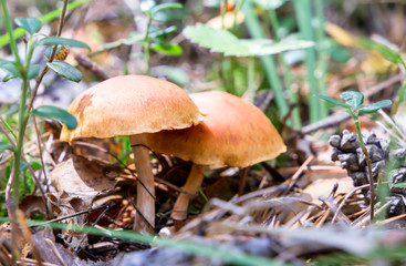 the poisoned mashrooms in summer forest