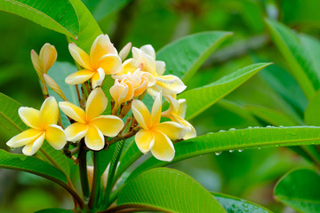 Yellow Plumeria  or frangipani flower - 165400262