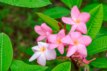 Pink Plumeria  or frangipani flower