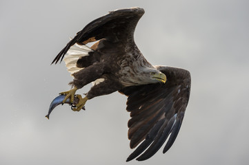 Hunting White Tailed Eagle.