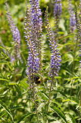 Veronica longifolia or speedwell blue flowers with green and bee on it