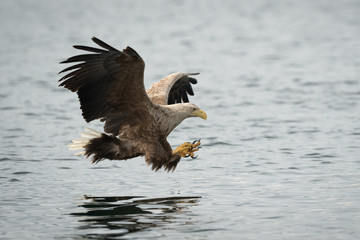 Hunting White Tailed Eagle.