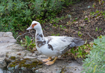 Duck red face