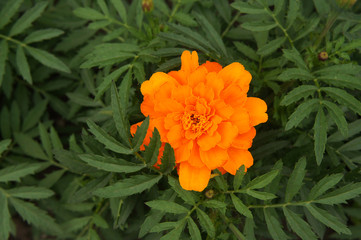 Dwarf crested french marigold orange flower with green foliage