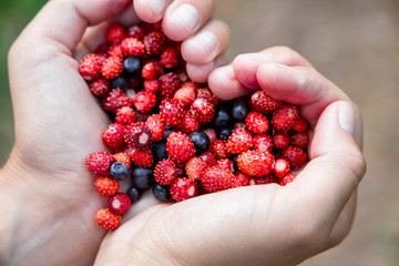 Woman hands holding handful ripe fresh forest berries in heart shape. Blueberry and wild strawberry in human palm.