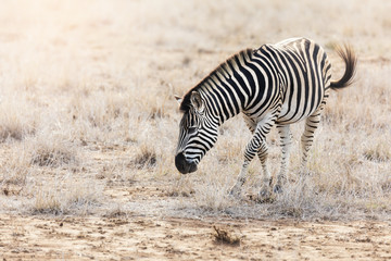 Obraz na płótnie Canvas Burchell zebra grazing in Kruger National Park