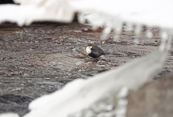 Dipper in the winter on the river bank