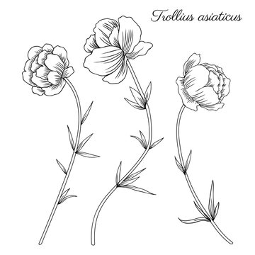 Trollius asiaticus flowers, globeflower hand drawn vector sketch isolated on white, herbal graphic collection Ranunculus, line art for package, medicine, wedding invitation, greeting card, cosmetic