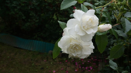 Rose weiß